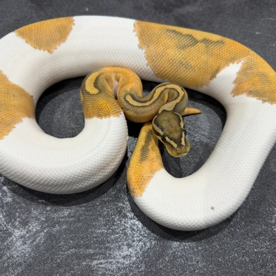2024 Male Enchi Chocolate Hypo Pied Ball Python - male for sale from Dutchpythons