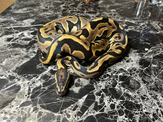 Leopard Royal Python Leopard Ball Python by Royal Caribbean Exoticz