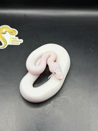 Butter Piebald ( Enchi Hypo) Ball Python by Royal Caribbean Exoticz