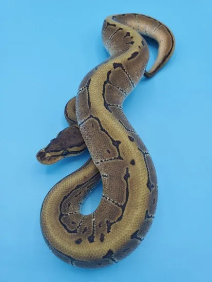 Enchi Pinstripe 100% Het Ghost Ball Python by Maltese Morphs
