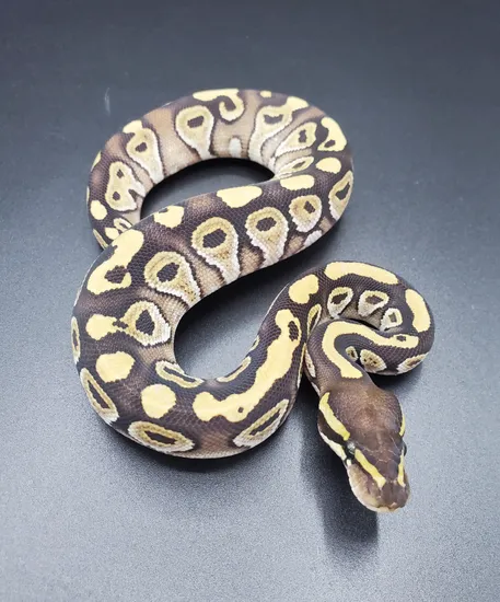 Mojave Ball Python by Maltese Morphs