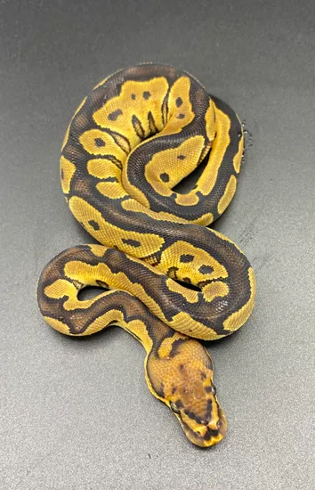Clown Poss Het Pied Ball Python by Maltese Morphs