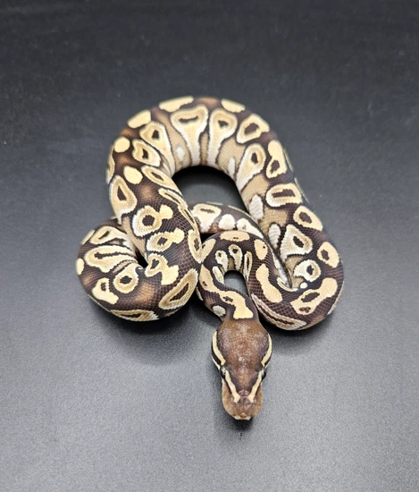 Mojave Ball Python by Maltese Morphs
