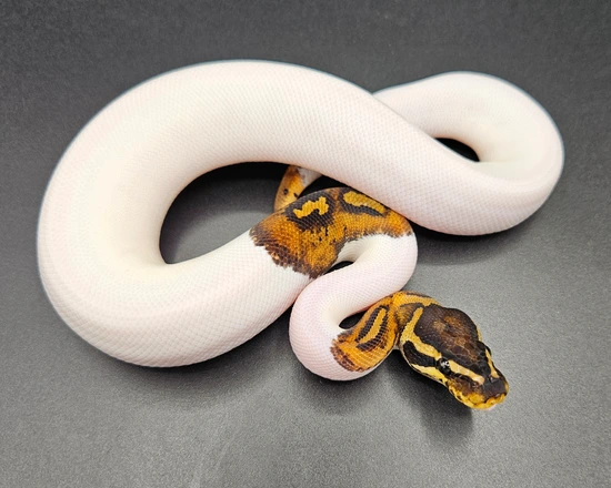 Sandblast Pied Ball Python by Maltese Morphs
