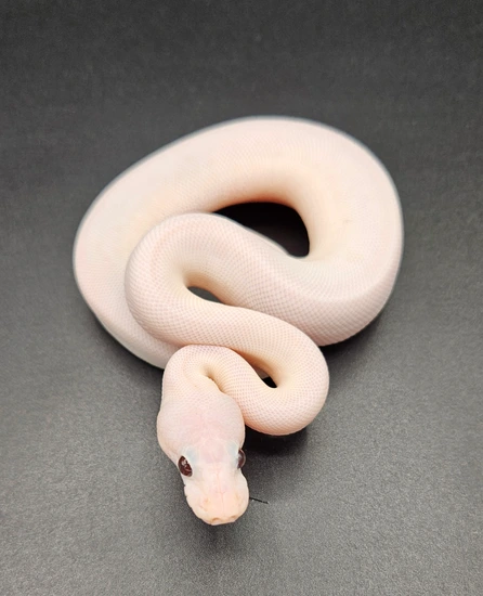 Super Black Pastel Piebald Ball Python by Maltese Morphs