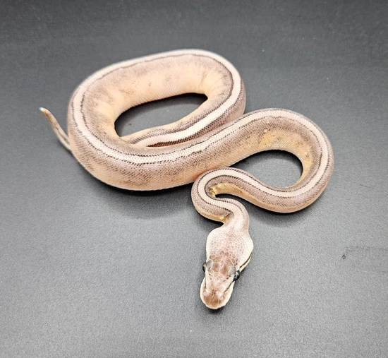 Pastel G-Stripe Ball Python by Maltese Morphs