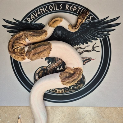 Orange Dream Pastel Pied Ball Python - female for sale from Ravencoils Reptiles