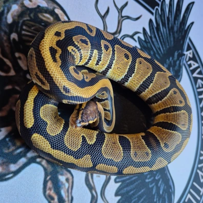 Triple Het Ultramel G-stipe Clown Ball Python - female for sale from Ravencoils Reptiles