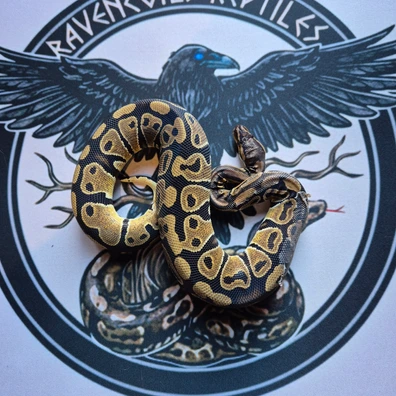 Triple Het Ultramel G-stripe Clown Ball Python - male for sale from Ravencoils Reptiles