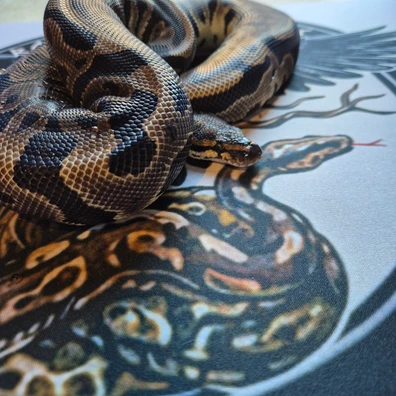 Leopard Het Clown Ball Python - female for sale from Ravencoils Reptiles