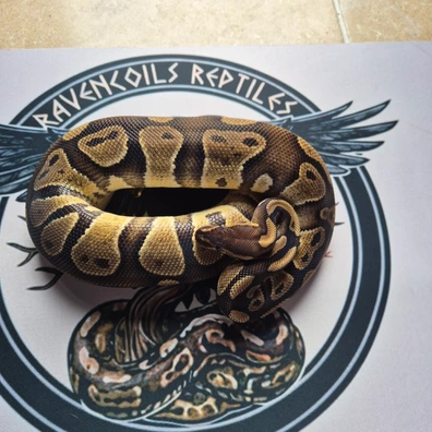 Wookie Het Clown Ball Python - male for sale from Ravencoils Reptiles