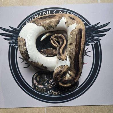 Proven Female Pied Ball Python - female for sale from Ravencoils Reptiles
