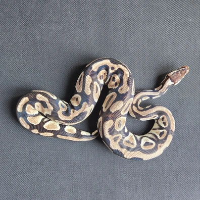 Axanthic (Tsk) Pastel Het Clown Ball Python - female for sale from Ravencoils Reptiles
