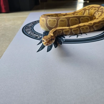 Proven Ultramel Female Ball Python - female for sale from Ravencoils Reptiles