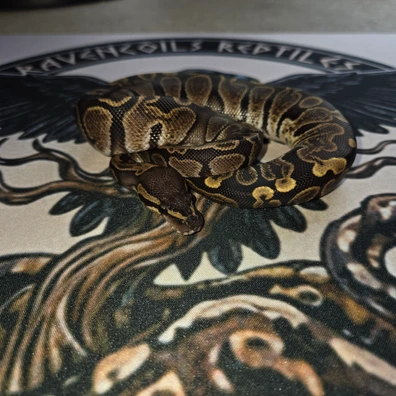 GHI Male Ball Python - male for sale from Ravencoils Reptiles