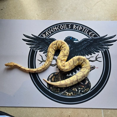 Banana Fire Het Clown Female Ball Python - female for sale from Ravencoils Reptiles