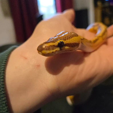 Ultramel Pied 66% Het Axanthic Tsk Ball Python - female for sale from Ravencoils Reptiles
