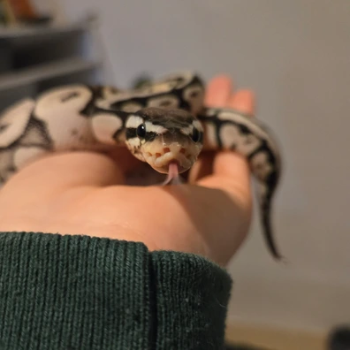 Super Pastel Axanthic Tsk Het Pied 66% Het Desert Ghost Ball Python - female for sale from Ravencoils Reptiles