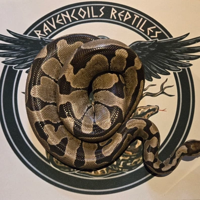 Axanthic Het Desert Ghost Poss Het Blade Ball Python - female for sale from Ravencoils Reptiles