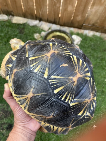 Radiated 5-year-old For Texas Resident Only Radiated Tortoise by Texas ...