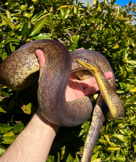 2021 Macklot's Python Male (Liasis Mackloti) by East Bay Vivarium