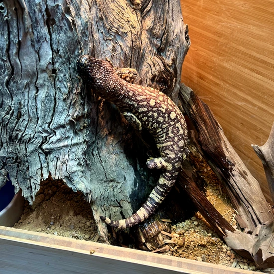 2023 Rio Fuerte Beaded Lizard (H. Exasperatum) by East Bay Vivarium