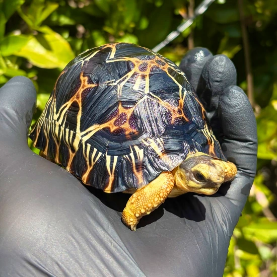 Radiated Tortoise Baby (CA SALES ONLY) by East Bay Vivarium