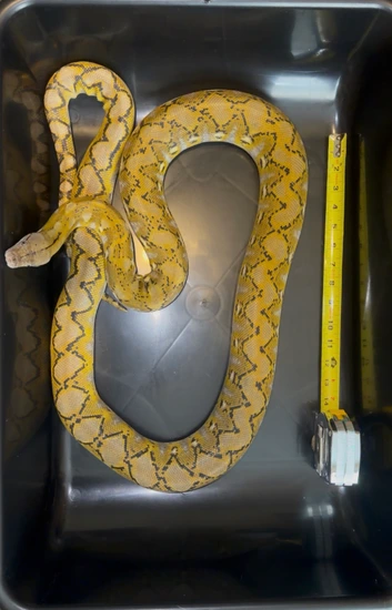 Sunfire Retic Morph 50% Kalaotoa 18.75% Jampea Platinum Sunfire Reticulated Python by East ...