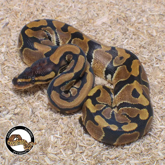 100% Het Clown Ball Python by Eastern Florida Pythons