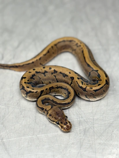 Acid Pinstripe Ball Python by Ebony & Ivory Reptiles