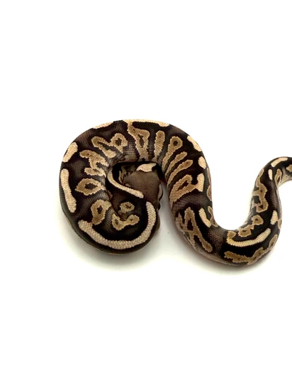Firemon Python Snake Firemon Het Desert Ghost 50% Het Hypo 66% Het Clown Ball Python by ...
