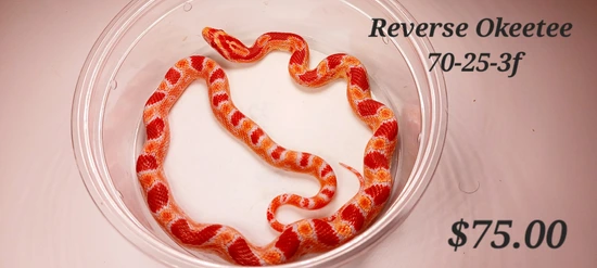 Reverse Okeetee Corn Snake by ECW Reptiles