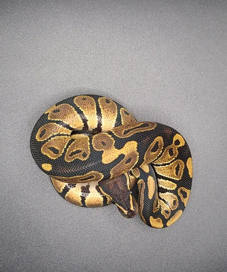 Normal Poss Het Dg Male Ball Python by Static Morphs llc.