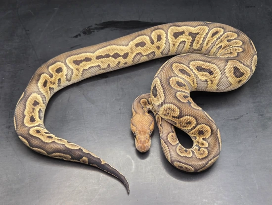 Ghi Clown Ball Python by Static Morphs llc.