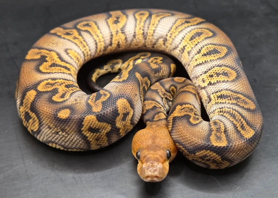 Ghi Stranger Clown Ball Python by Static Morphs llc.