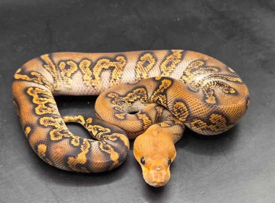 Ghi Stranger Clown Ball Python by Static Morphs llc.