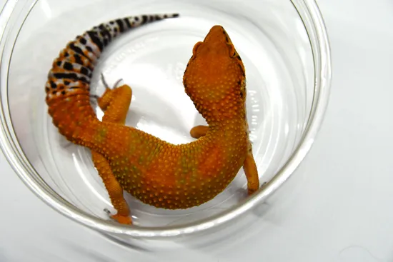 Inferno Leopard Gecko by Ed's Bright and Strong Geckos