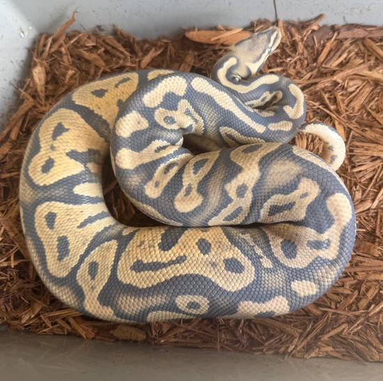 Hypo Pastel Het Sunset Female Ball Python by Push Reptiles