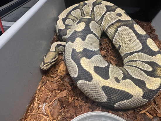 Hypo Chocolate Het DG Female Ball Python by Push Reptiles