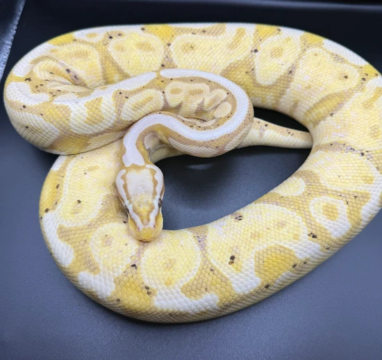 Banana Vanilla HRA Pastel 50% Het Sunset Ball Python by Ejd Superior ...