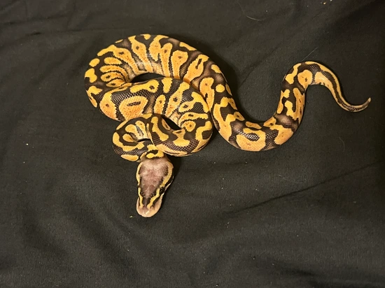 Super Pastel Vanilla Ball Python by Allentown pythons