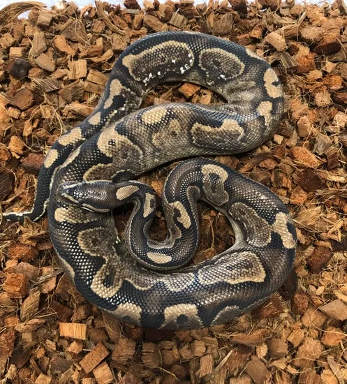 Calico Window Granite Ball Python by Monster Morphs