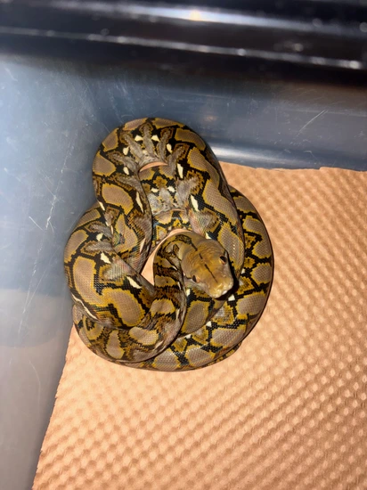 62.5% Super Dwarf (Kalaotoa / Madu) Het Anery Reticulated Python by ...