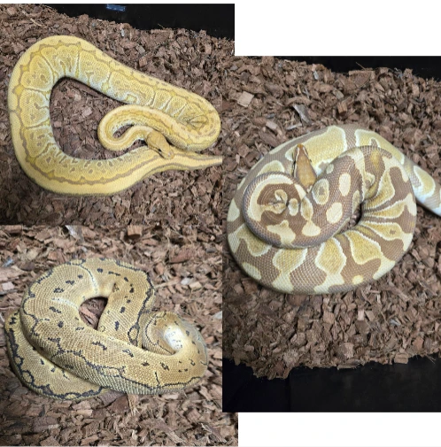 1.2 Ultramel Clown Project Ball Python by Lightning Morphs