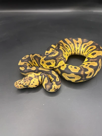 Acid Leopard Clown Pastel Ball Python by Elev8ted.Morphs