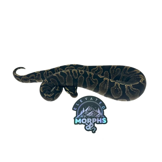 GHI Ball Python by Elevated Morphs