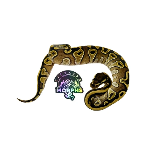 Mojave Ball Python by Elevated Morphs