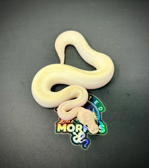 Pos Butter Ivory Ball Python by Elevated Morphs