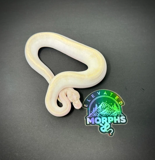 Pos Butter Ivory Ball Python by Elevated Morphs