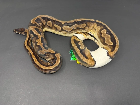 Pie Breeder Ball Python by Elevated Morphs